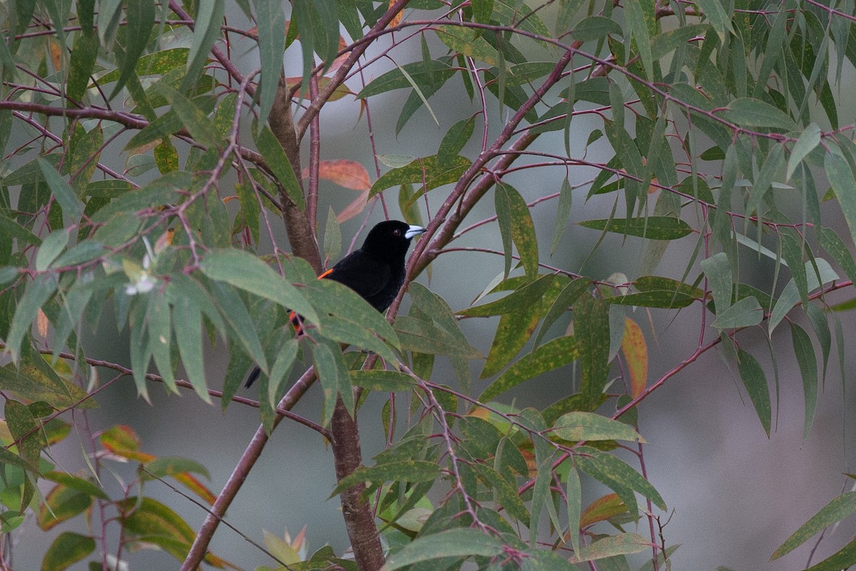 Flame-rumped Tanager (Flame-rumped) - ML49428741