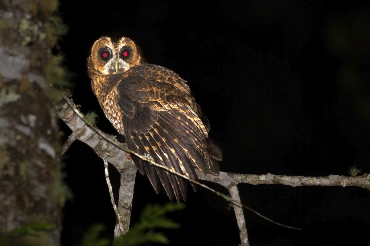 Rufous-banded Owl - ML494289201