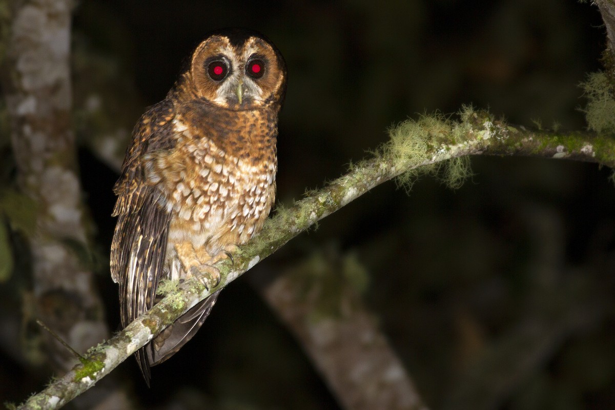 Rufous-banded Owl - ML494289221