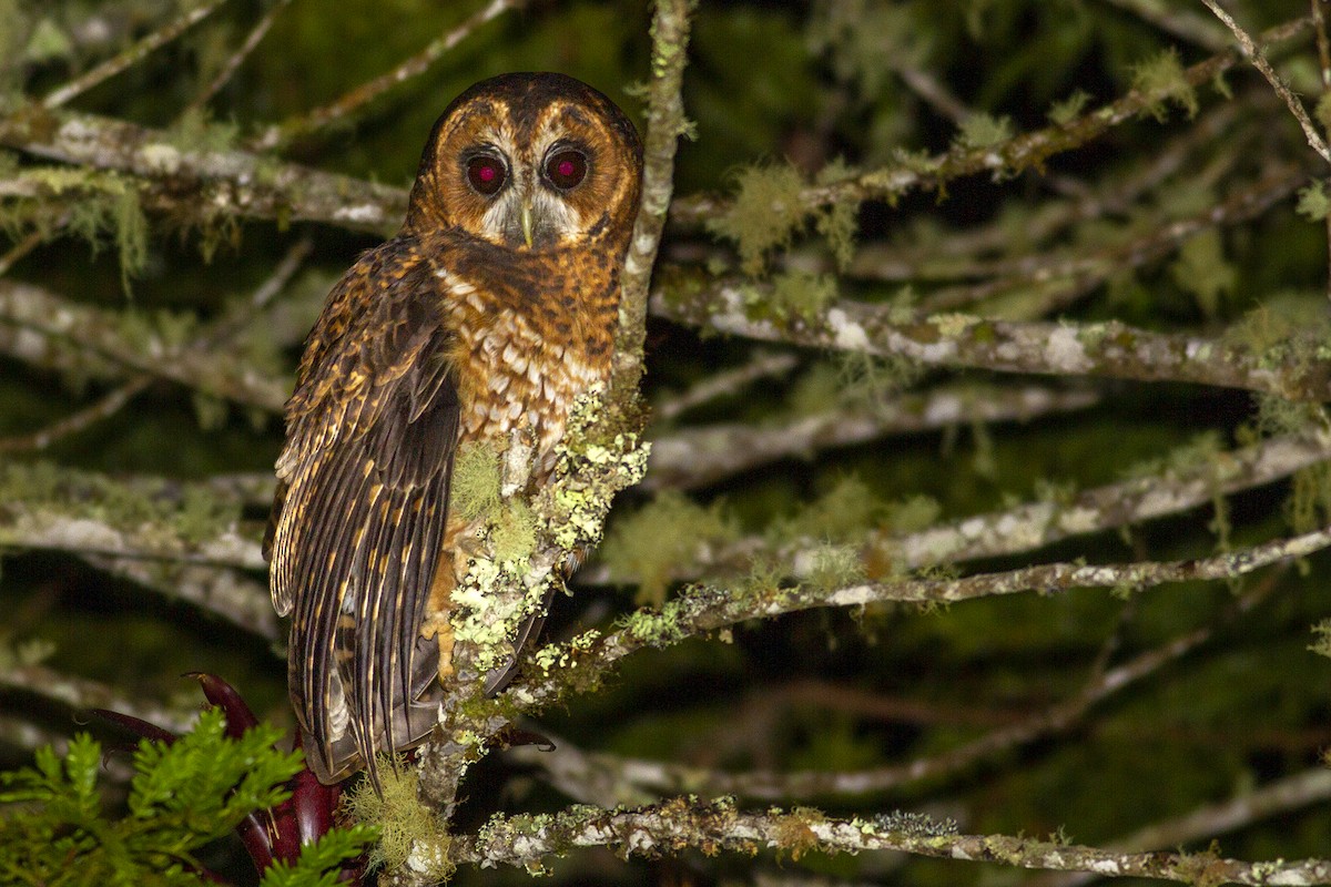 Rufous-banded Owl - ML494289231