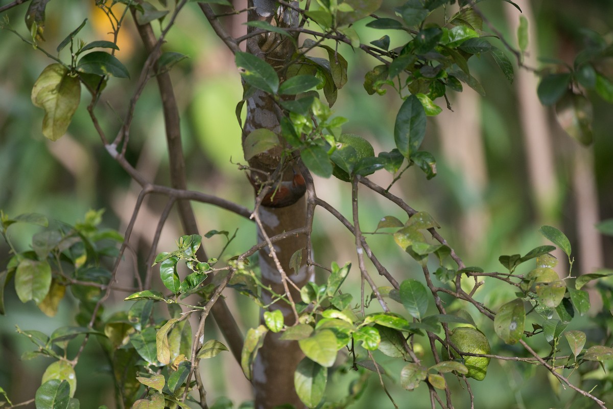 Red-faced Spinetail - ML49429221