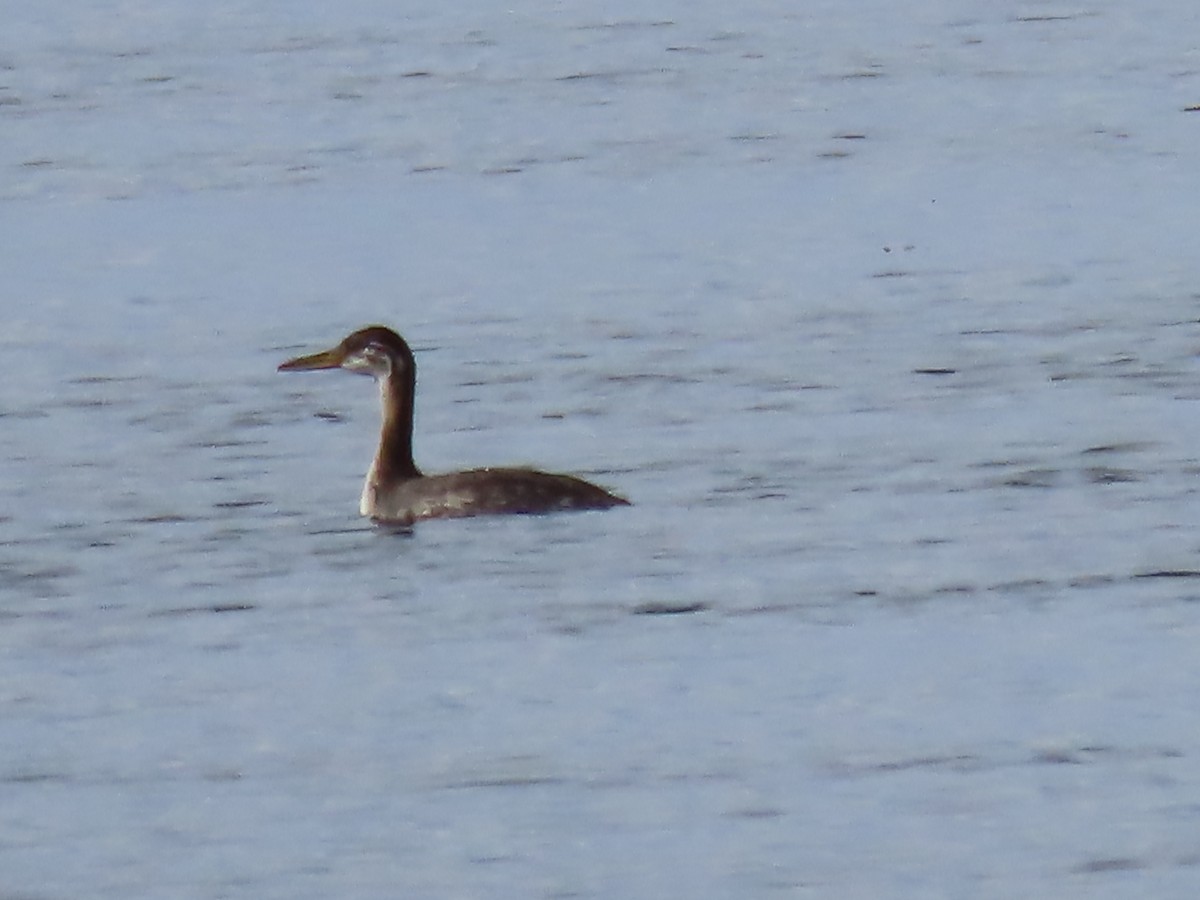 Red-necked Grebe - ML494300441