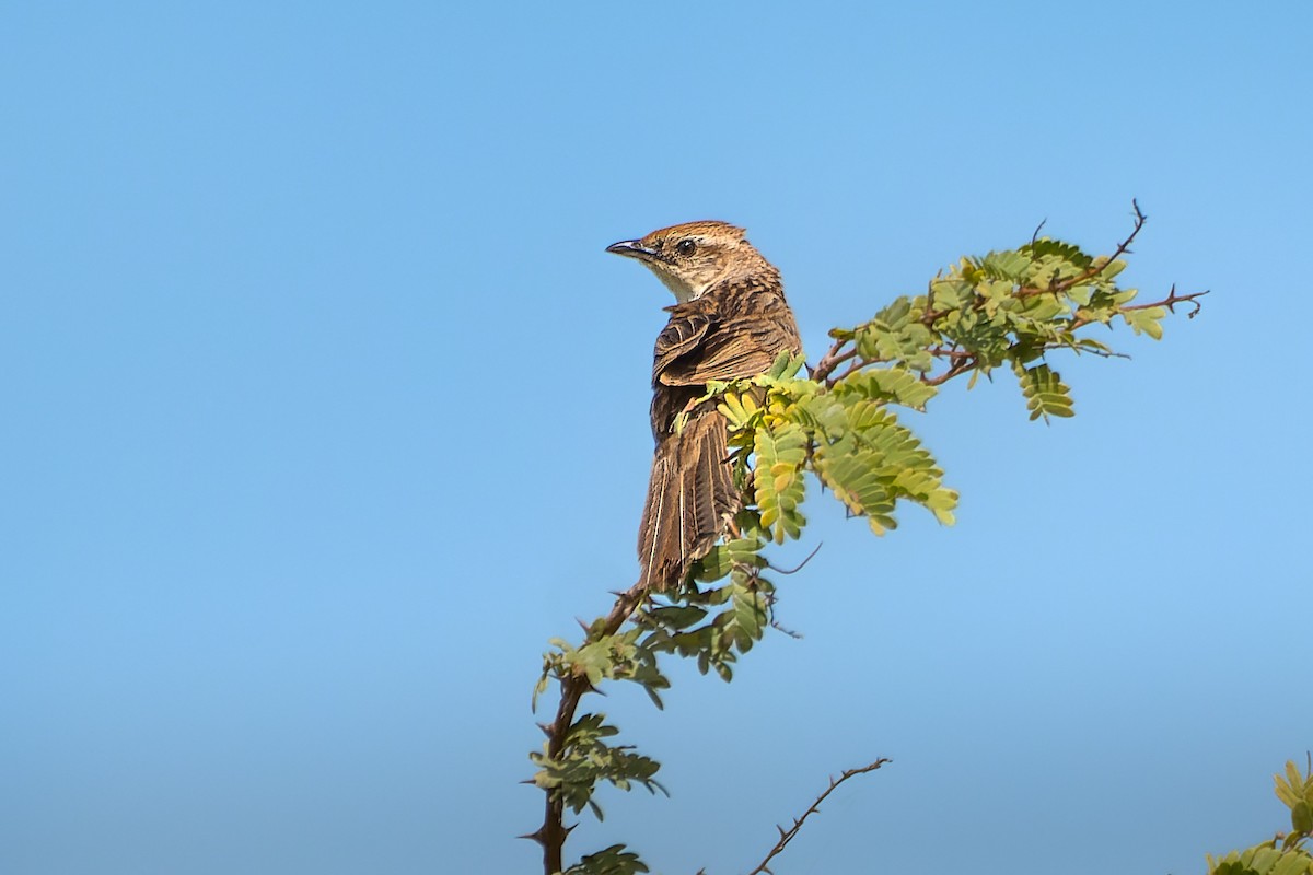 Bristled Grassbird - Parth Kansara