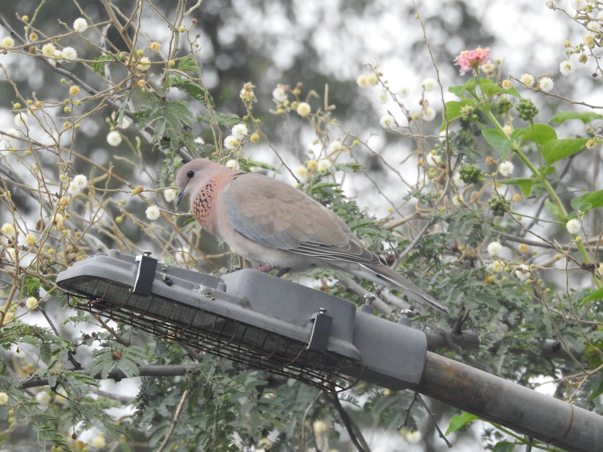 Laughing Dove - ML494304981