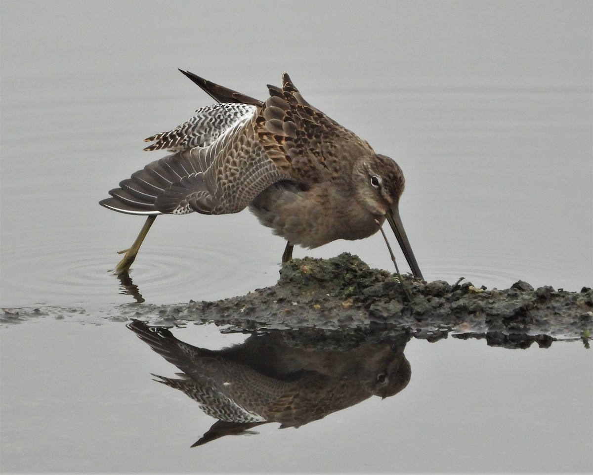 Long-billed Dowitcher - ML494305251