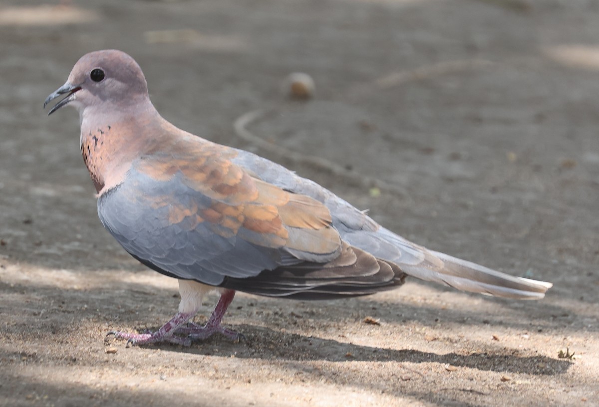 Laughing Dove - ML494305401