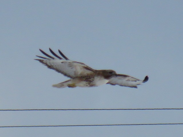 Red-tailed Hawk - Curtis Mahon