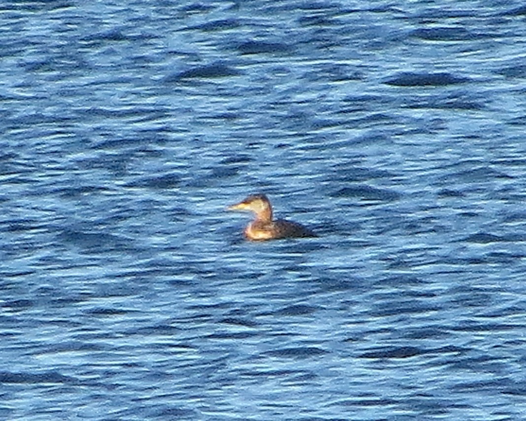 Red-necked Grebe - ML494307291