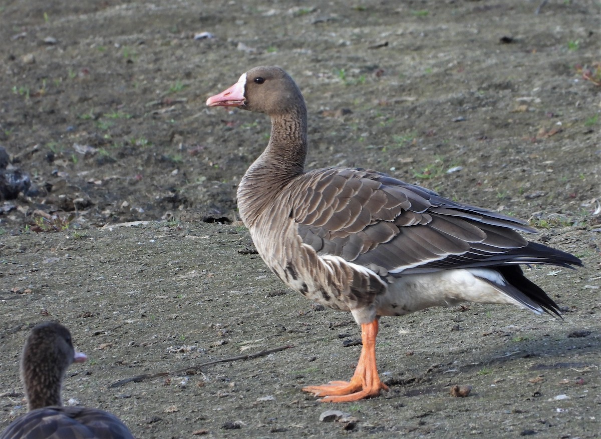 Greater White-fronted Goose - ML494309071