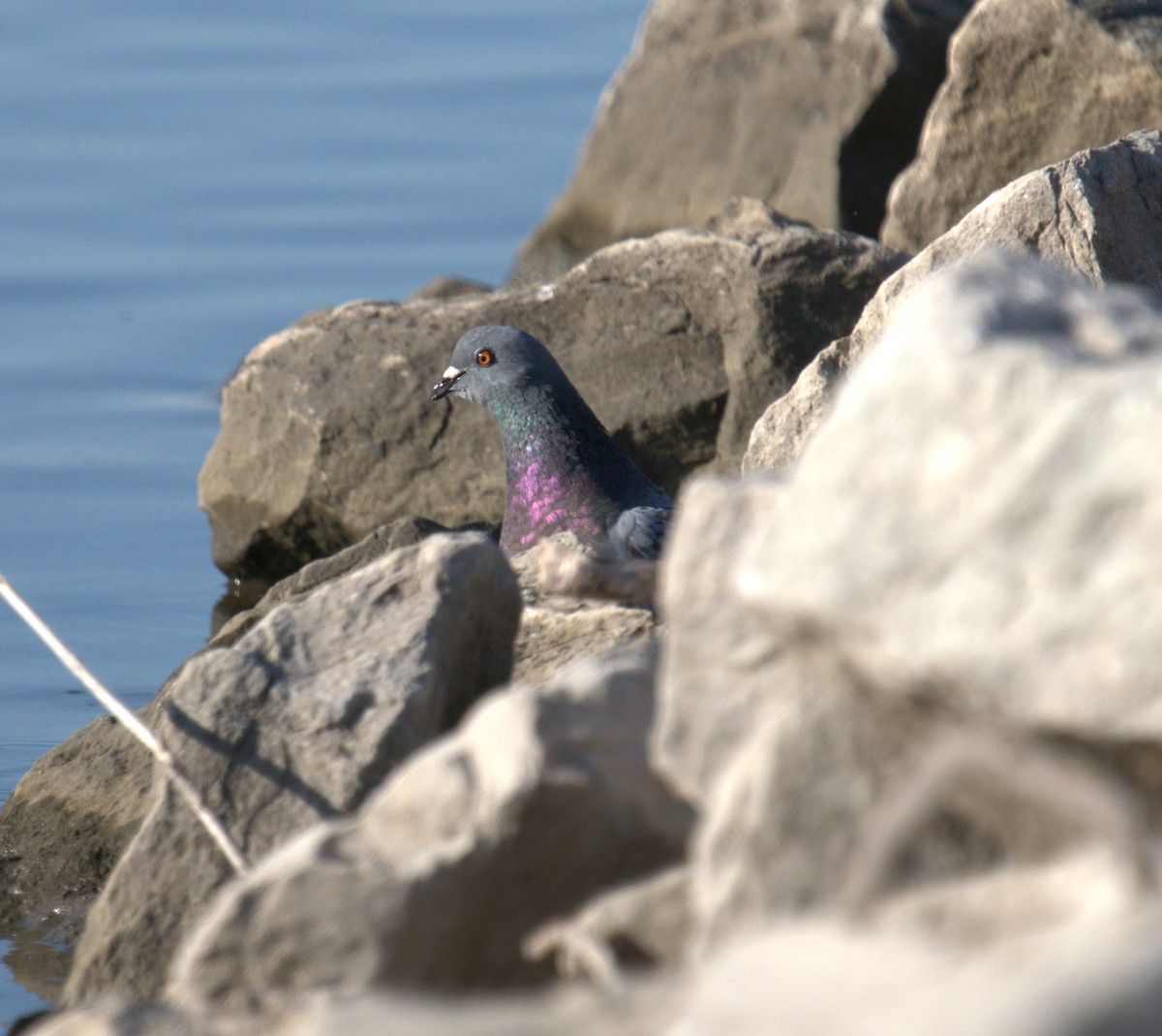 Rock Pigeon (Feral Pigeon) - ML494310101