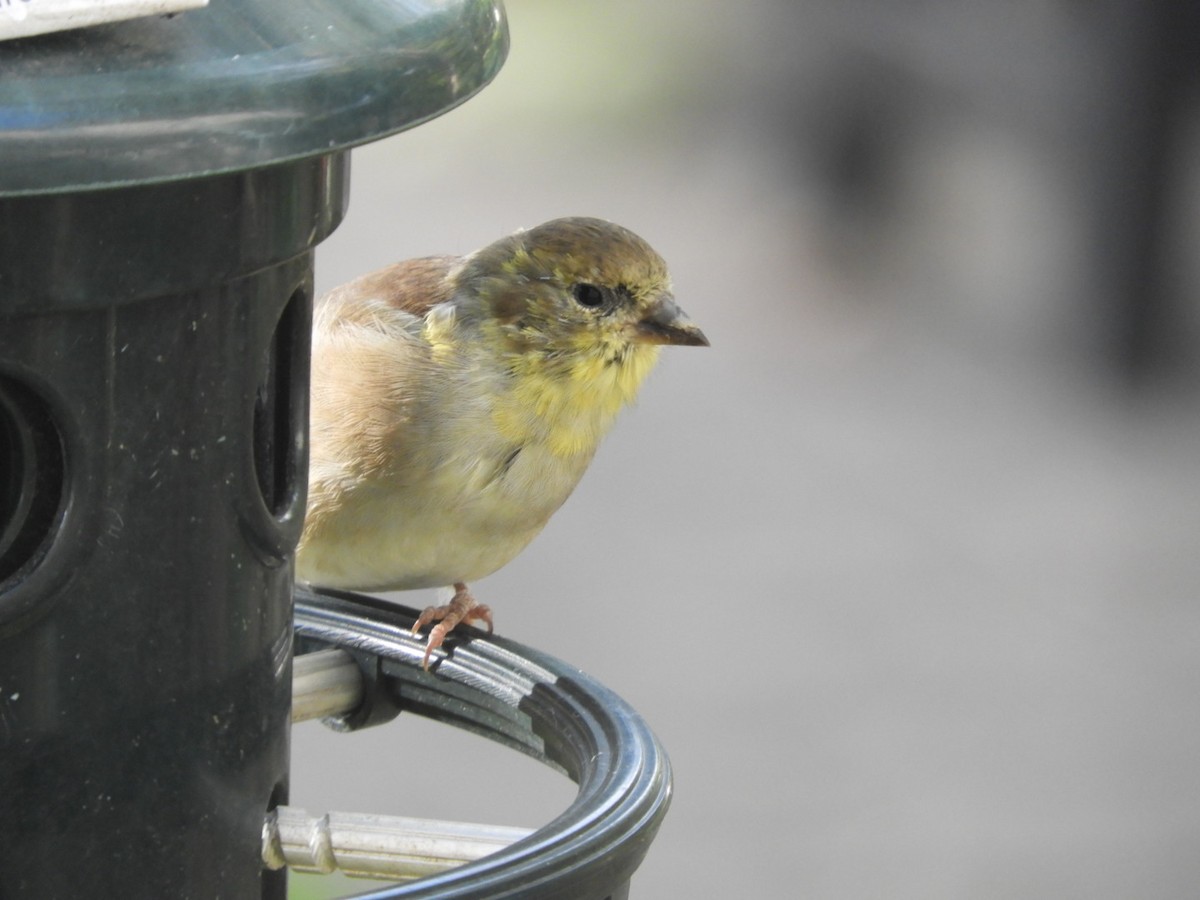 American Goldfinch - Lois Rockhill
