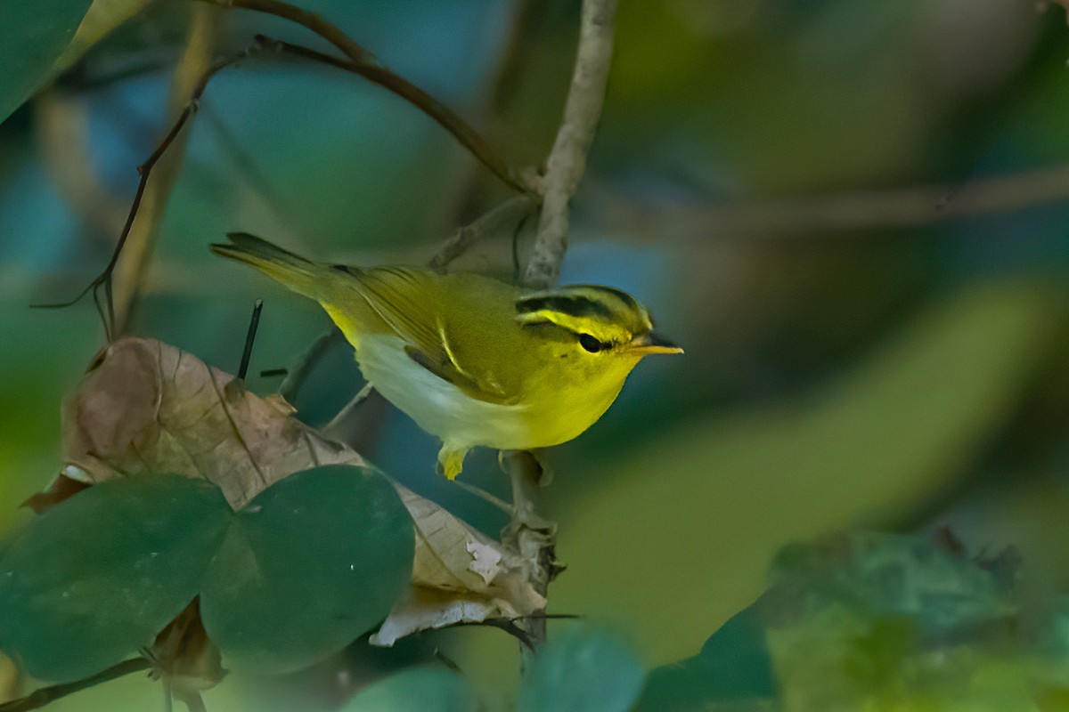 Yellow-vented Warbler - ML494316351