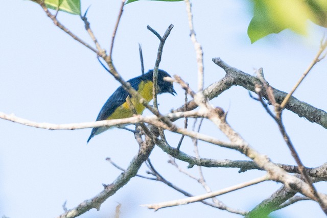 White-vented Euphonia