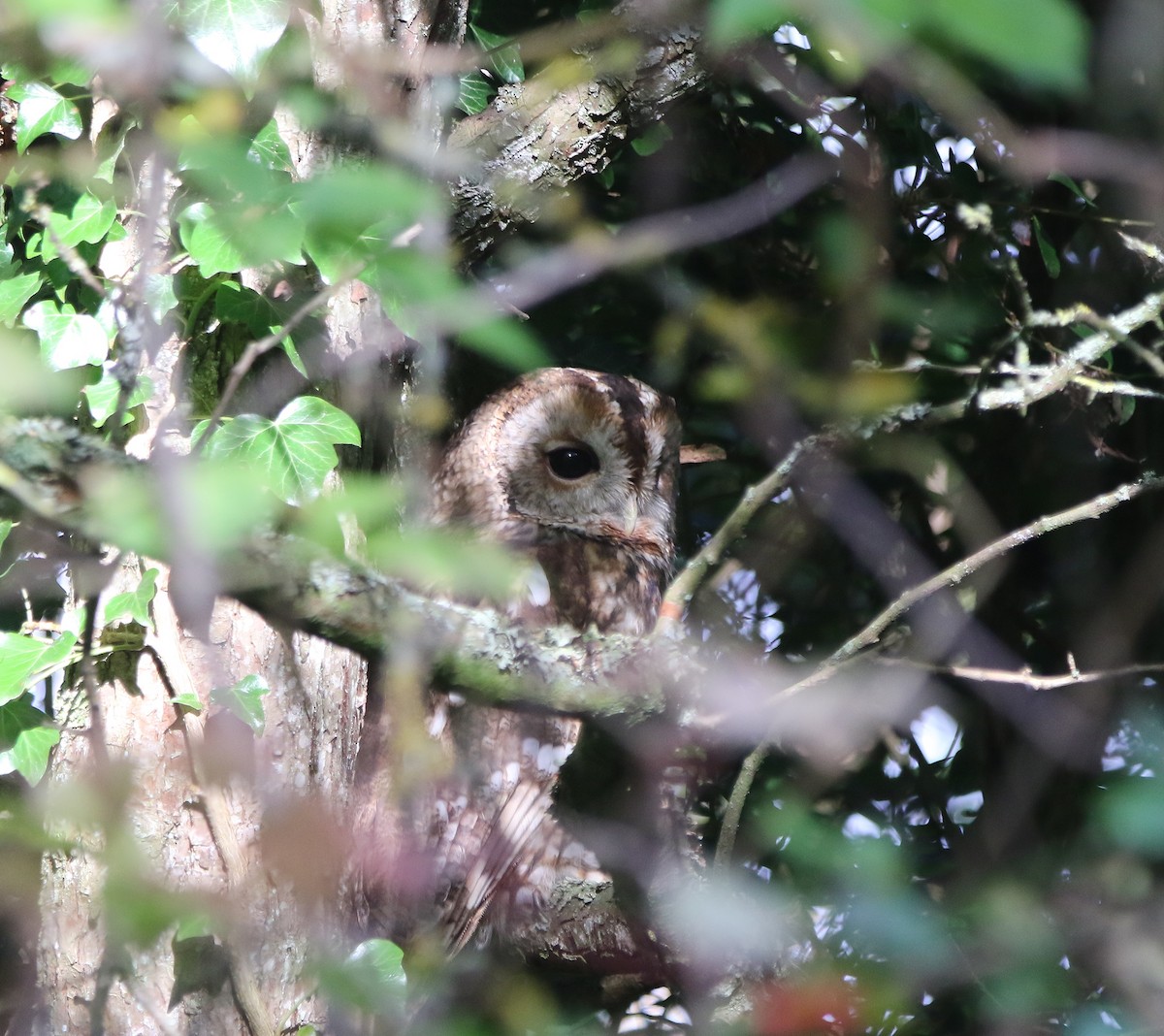 Tawny Owl - ML494319721