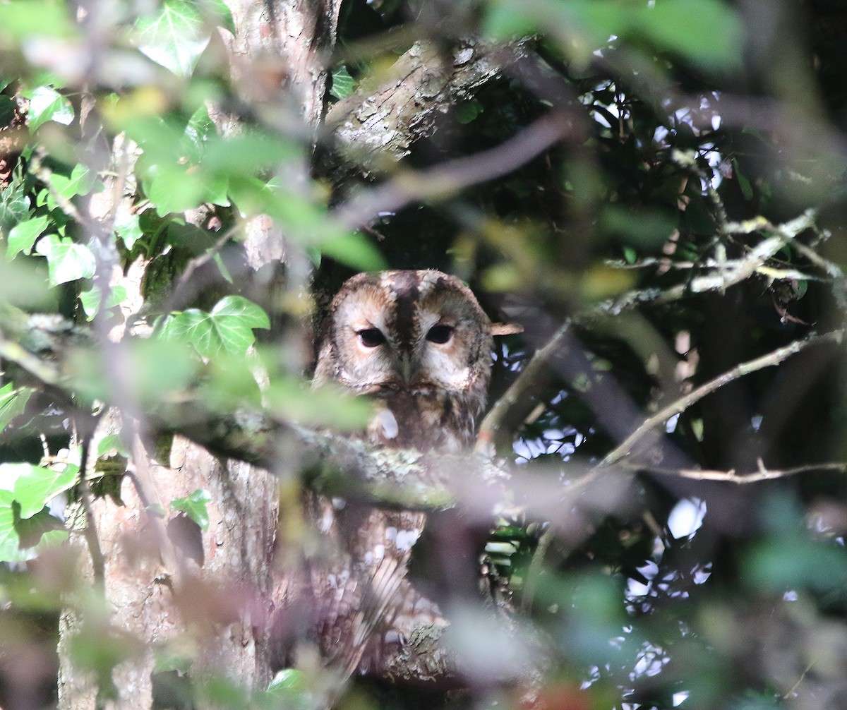 Tawny Owl - ML494319931