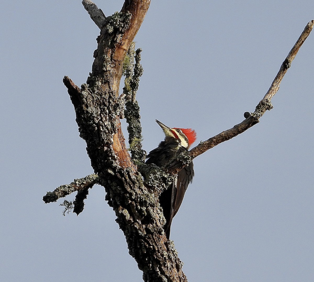 Pileated Woodpecker - Ashley T.