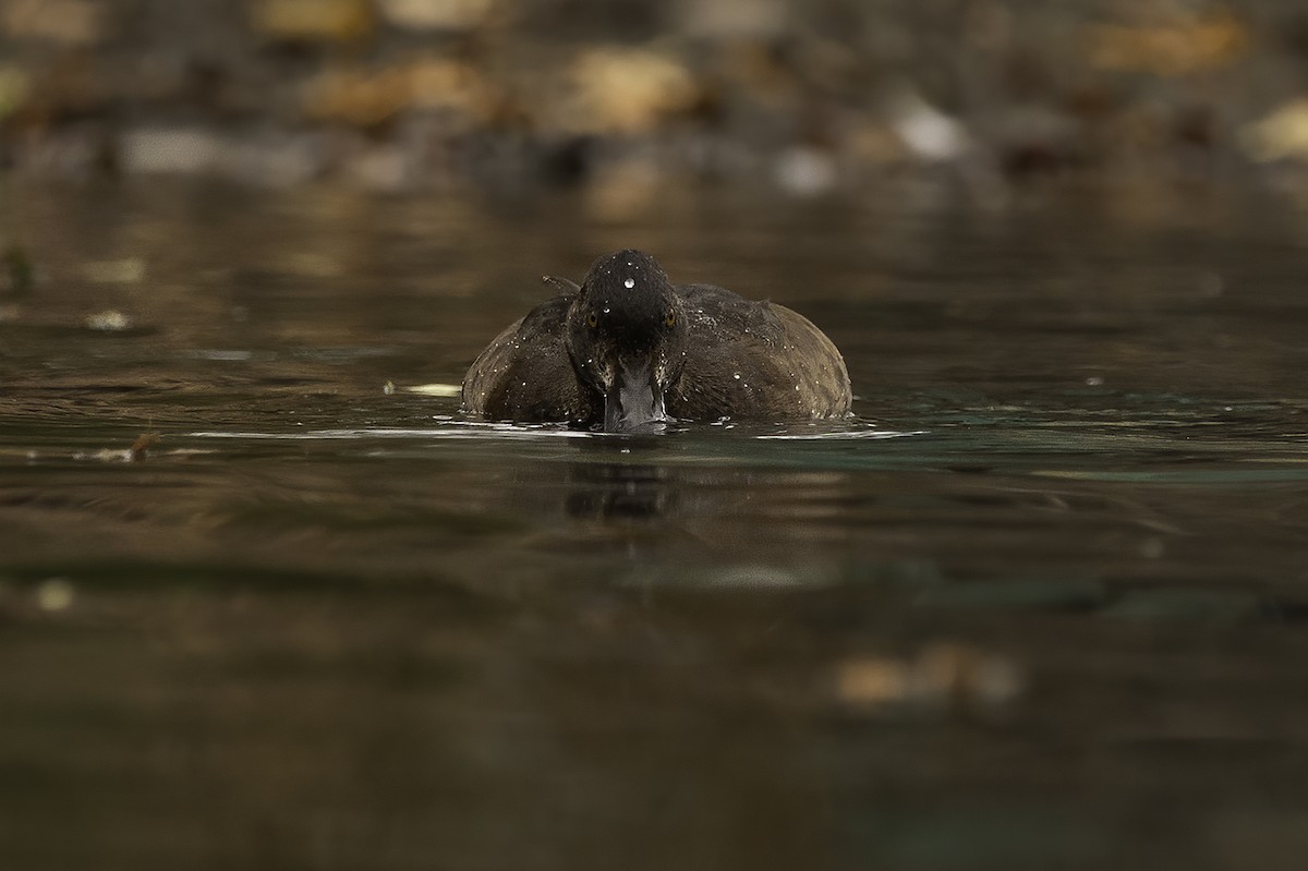 Greater Scaup - Cam Nikkel