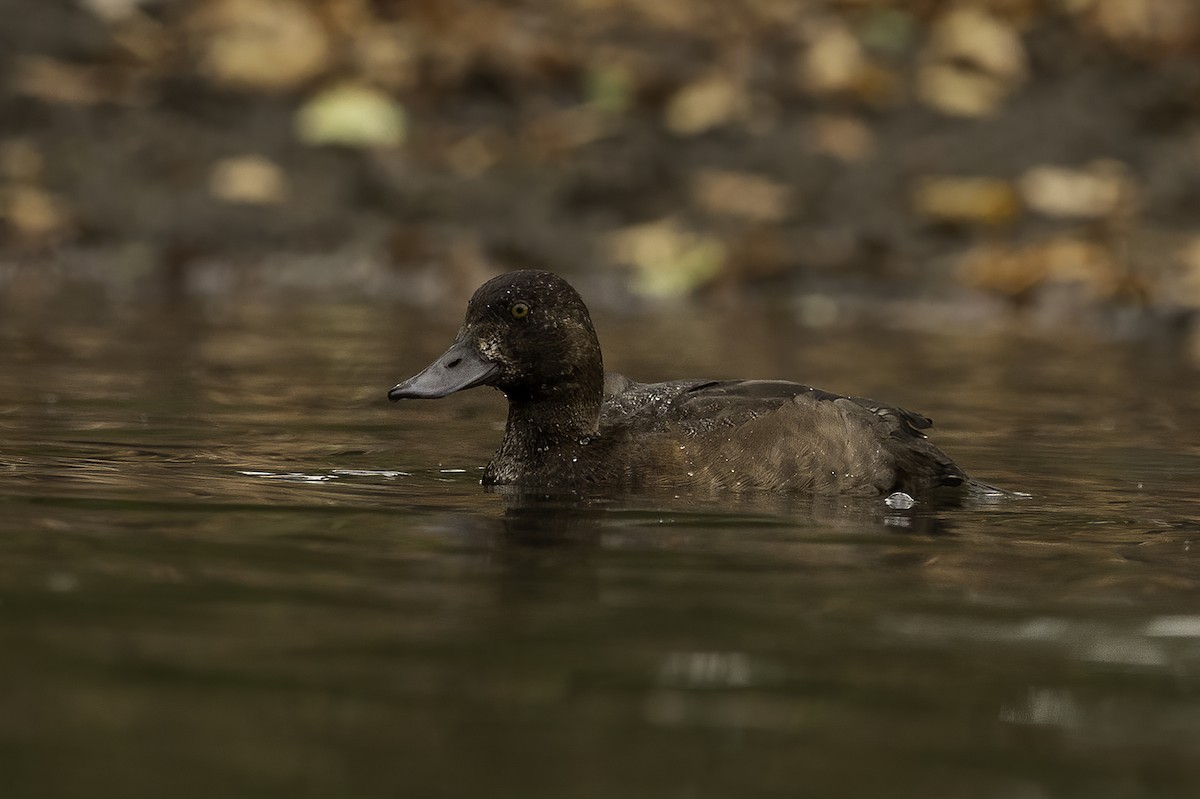 Greater Scaup - ML494323931