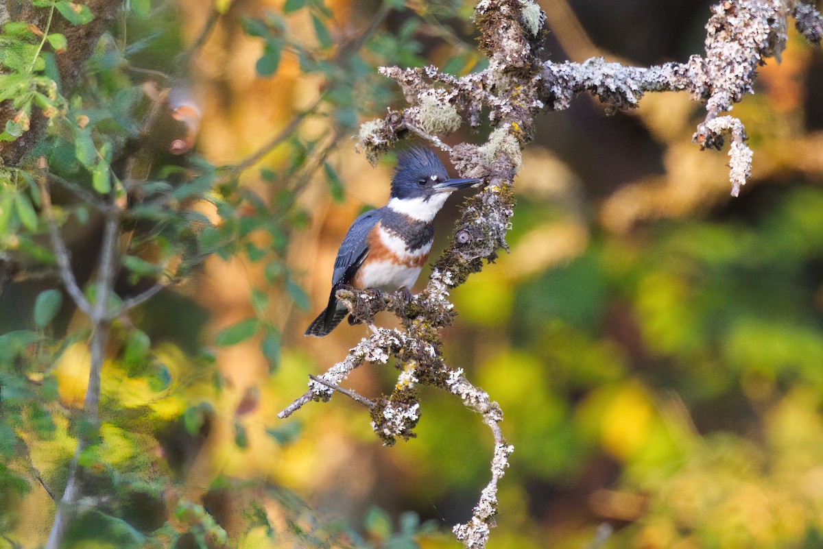 Belted Kingfisher - ML494324851