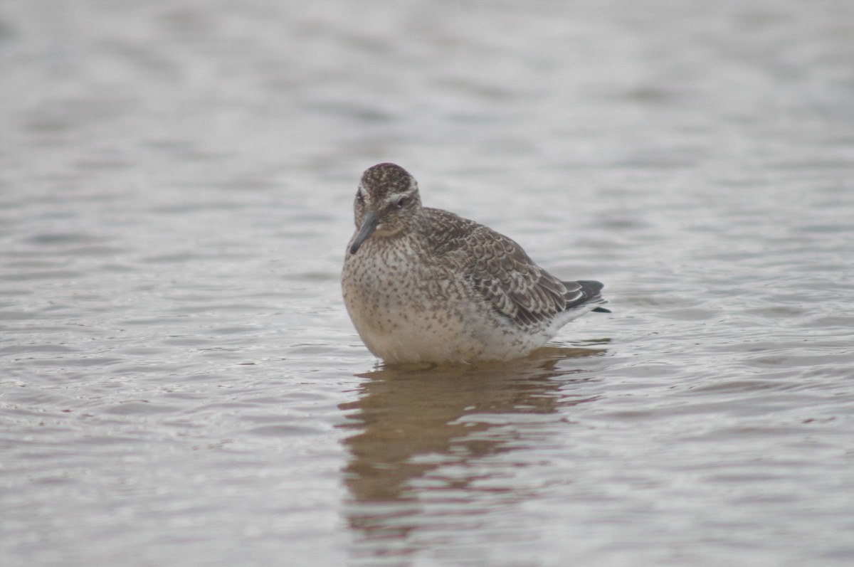 Red Knot - ML494330541