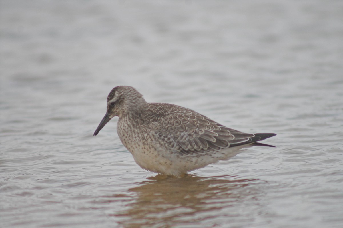 Red Knot - ML494330551
