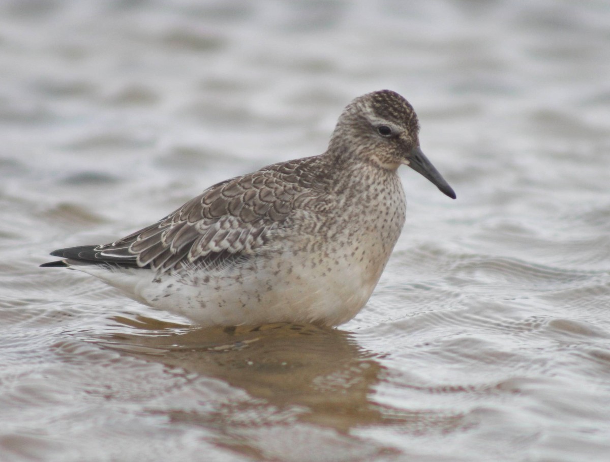 Red Knot - ML494330571