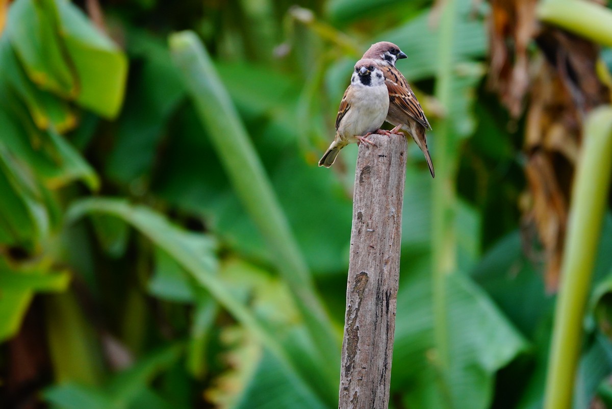 Eurasian Tree Sparrow - ML494334981