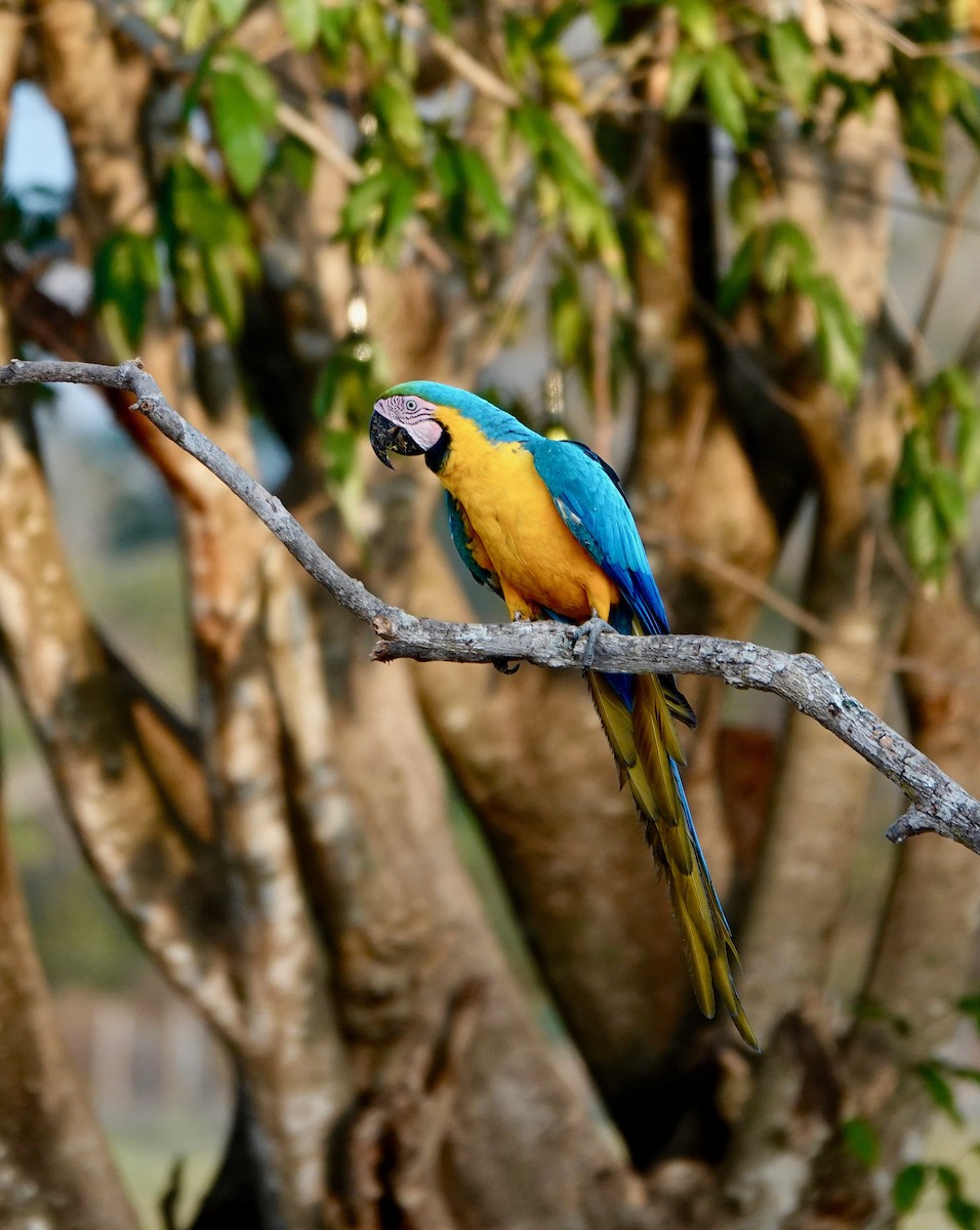 Blue-and-yellow Macaw - ML494337201