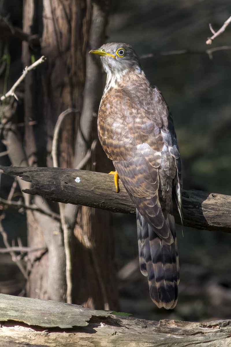 Common Hawk-Cuckoo - ML494338301