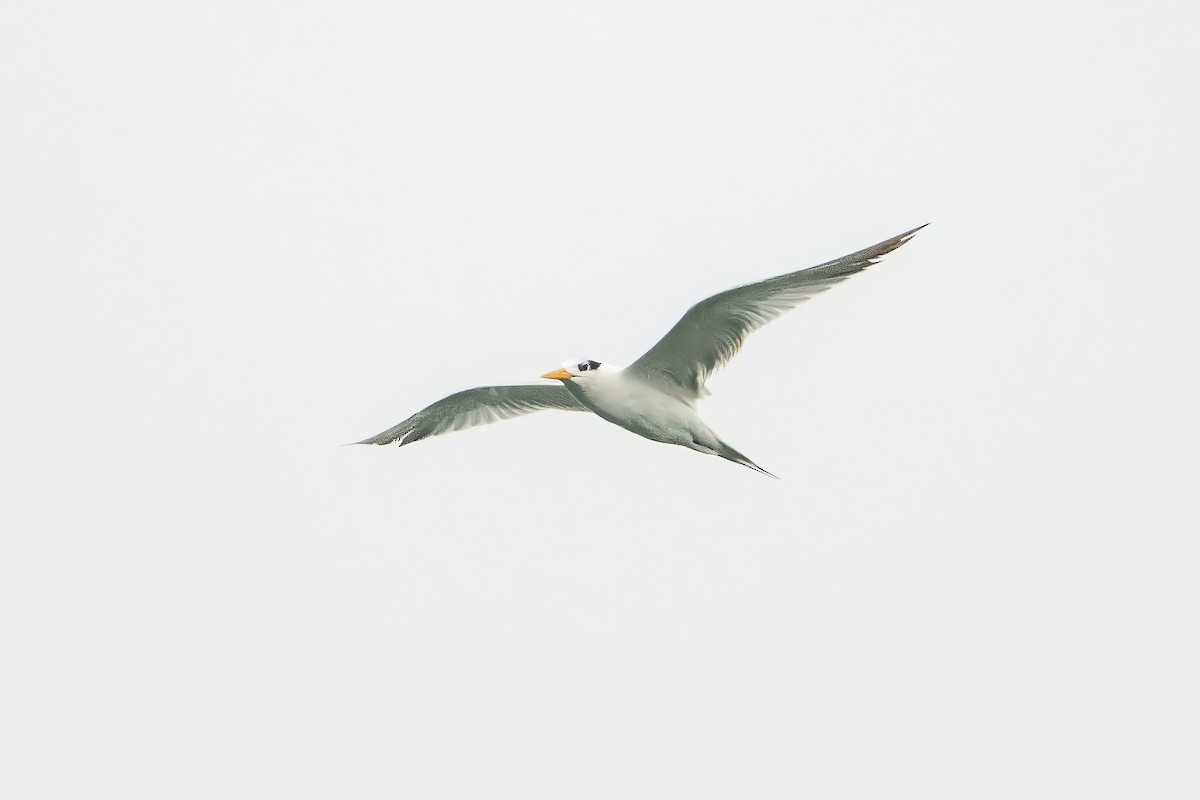 Lesser Crested Tern - ML494341521
