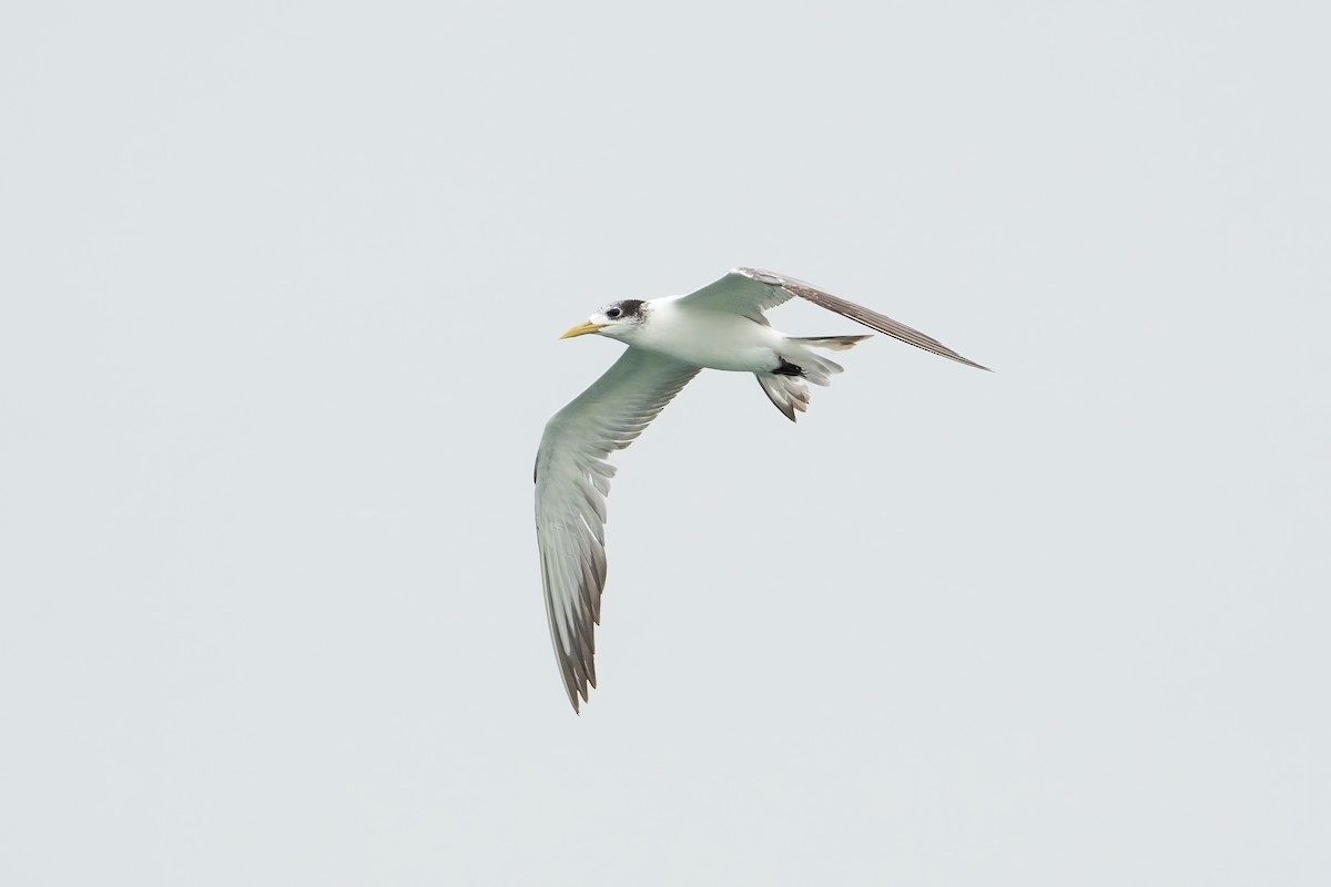 Great Crested Tern - ML494341961