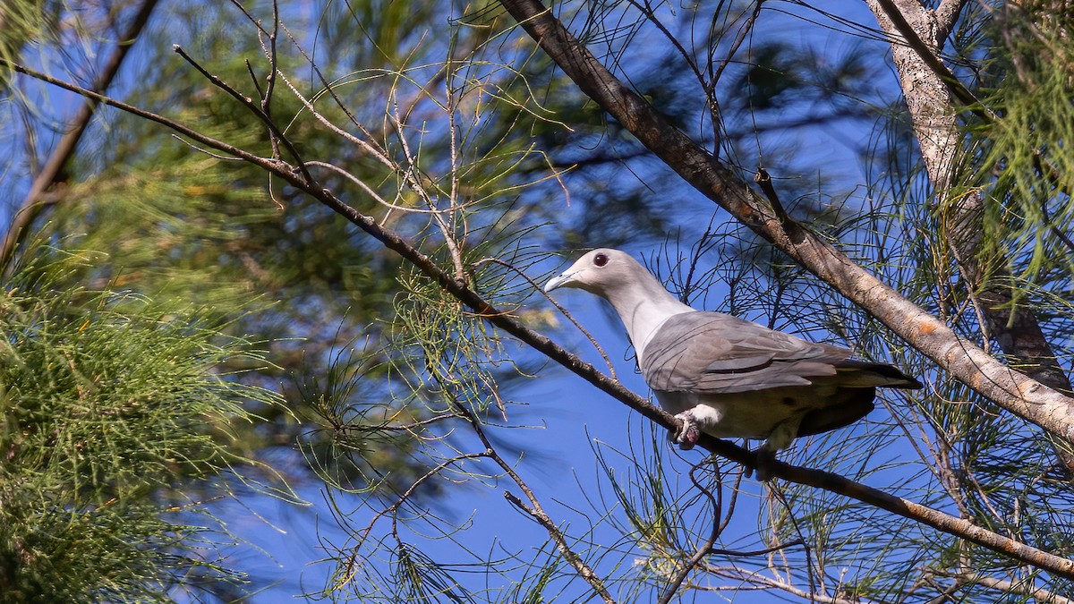 Gray Imperial-Pigeon - ML494350241