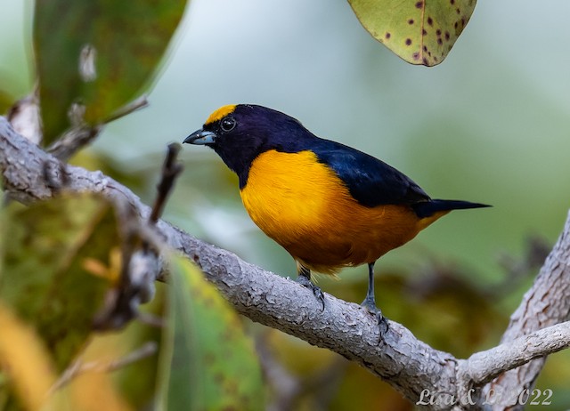 Exploring the Enchanting Blue-Hooded Euphonia: A Jewel of Central ...