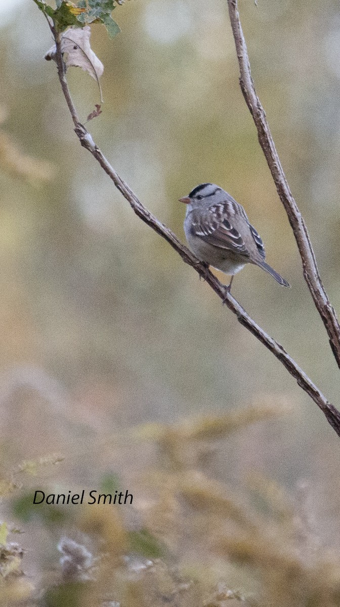 White-crowned Sparrow - ML494353041