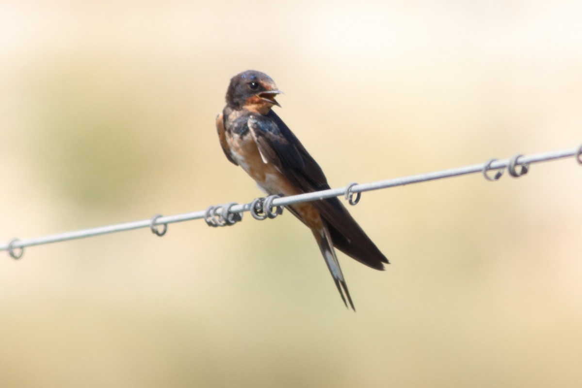 Barn Swallow (Levant) - ML494353271