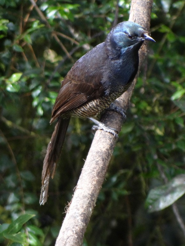 Ribbon-tailed Astrapia - Catherine McFadden