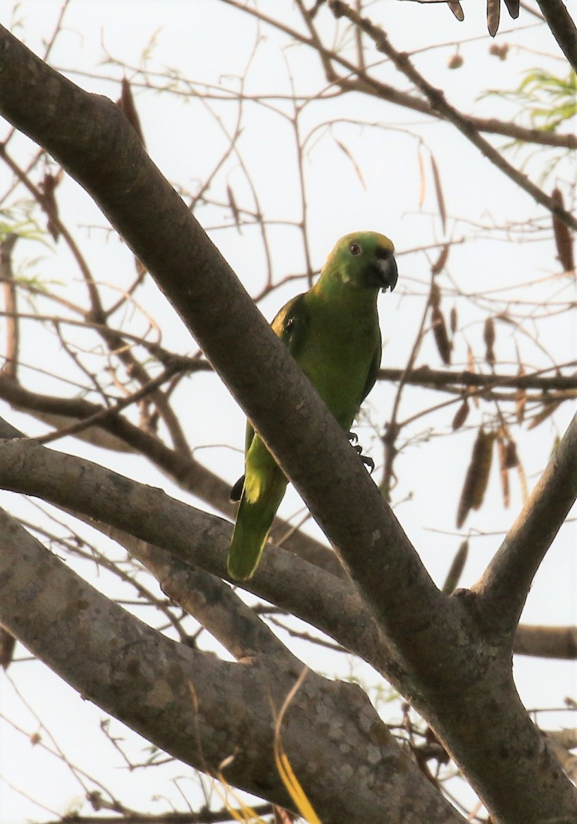 Yellow-naped Parrot - ML49436141