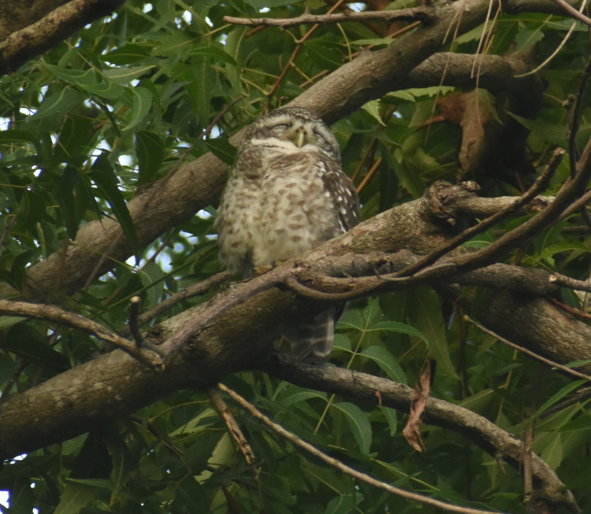 Spotted Owlet - ML494366881