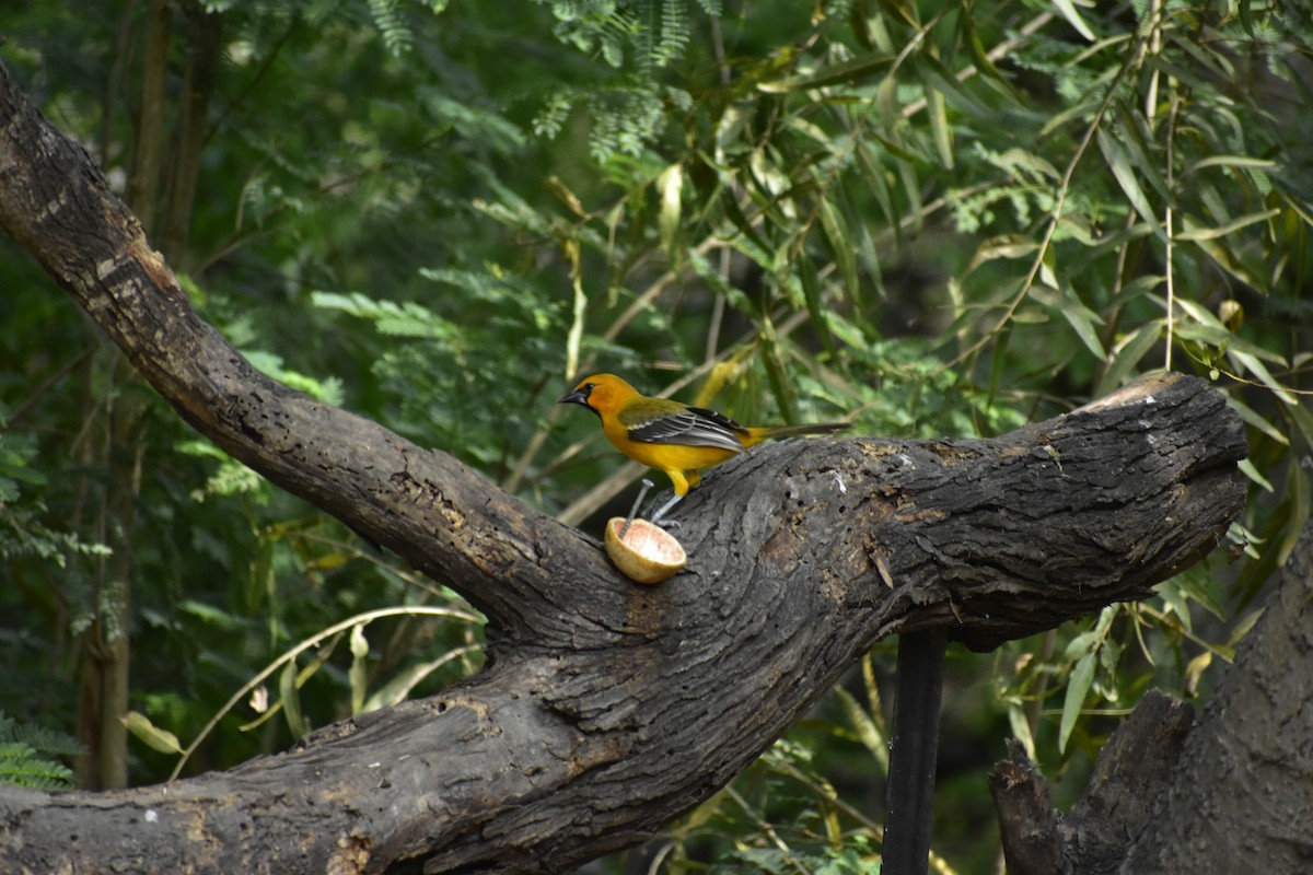 Hooded Oriole (cucullatus/sennetti) - Charles Young