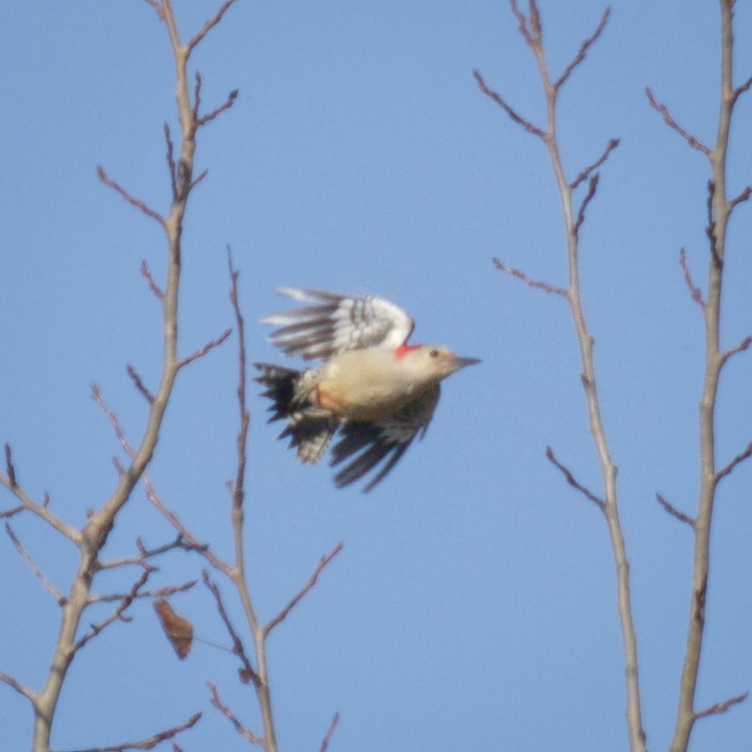Red-bellied Woodpecker - ML494372311