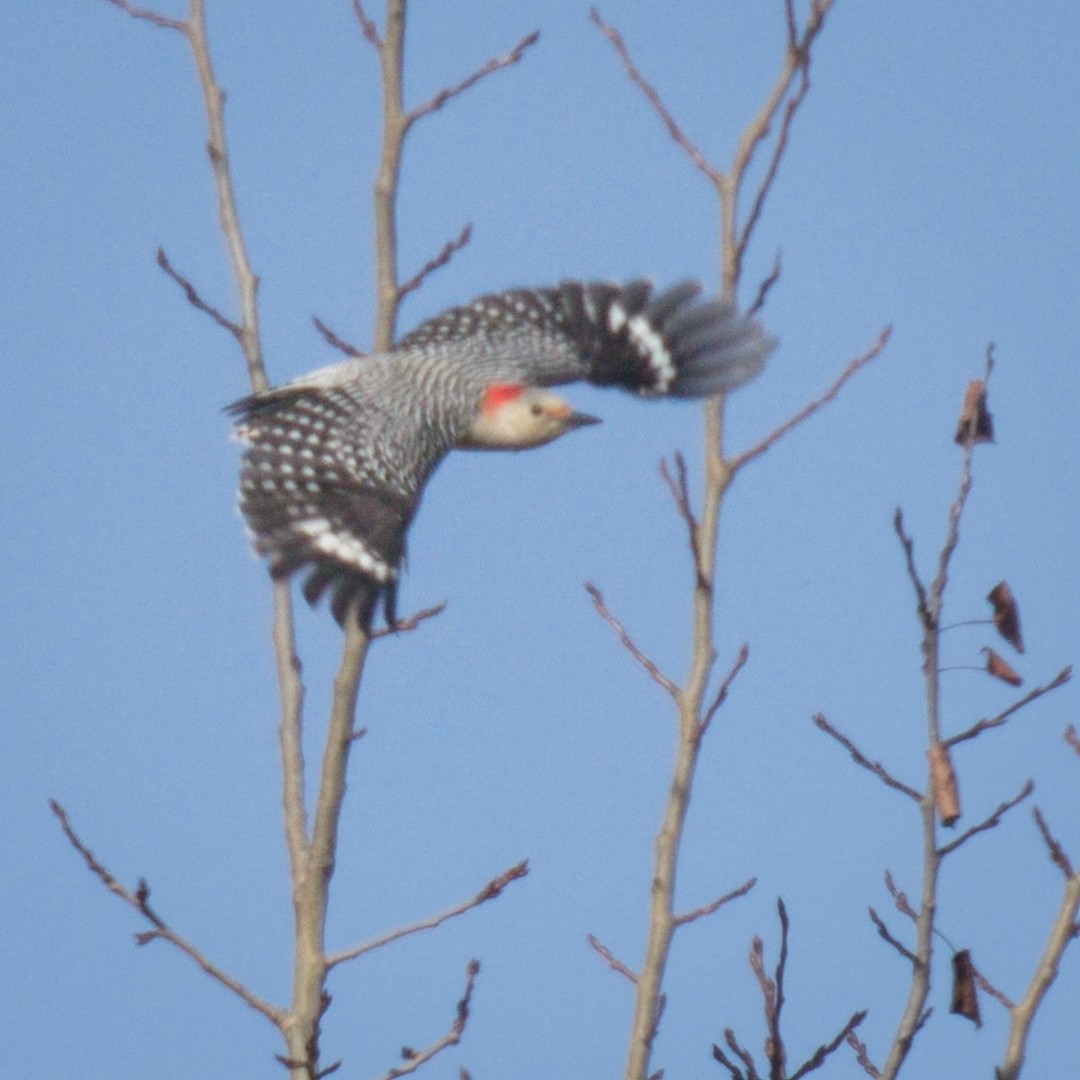 Red-bellied Woodpecker - ML494372331