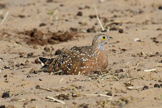  - Burchell's Sandgrouse