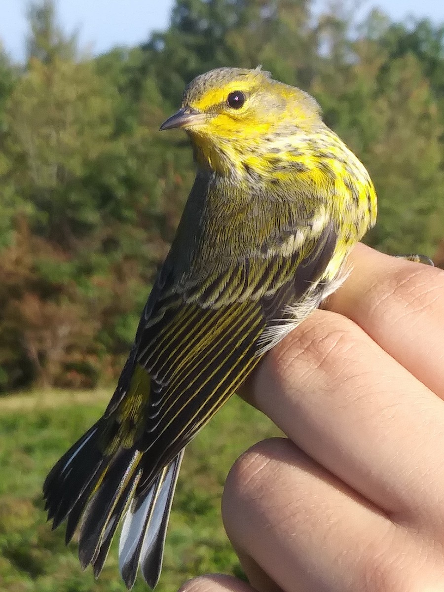 Cape May Warbler - ML494388771