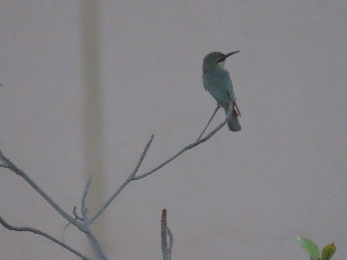 Blue-cheeked Bee-eater - ML494390621