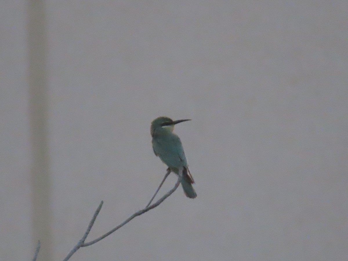 Blue-cheeked Bee-eater - ML494390631