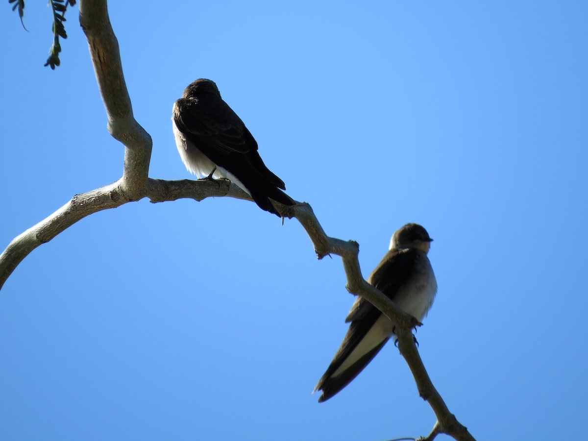 Northern Rough-winged Swallow - Susan Jackson