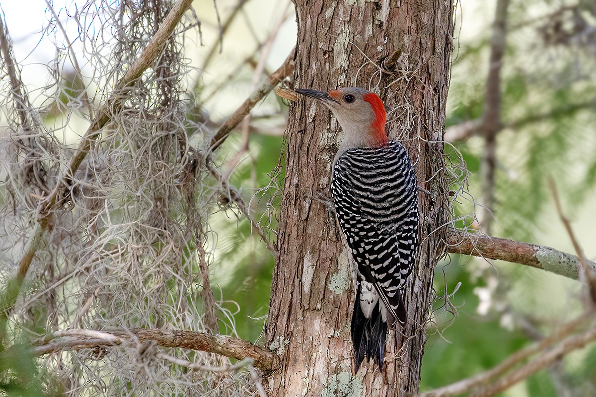 Red-bellied Woodpecker - ML494396011