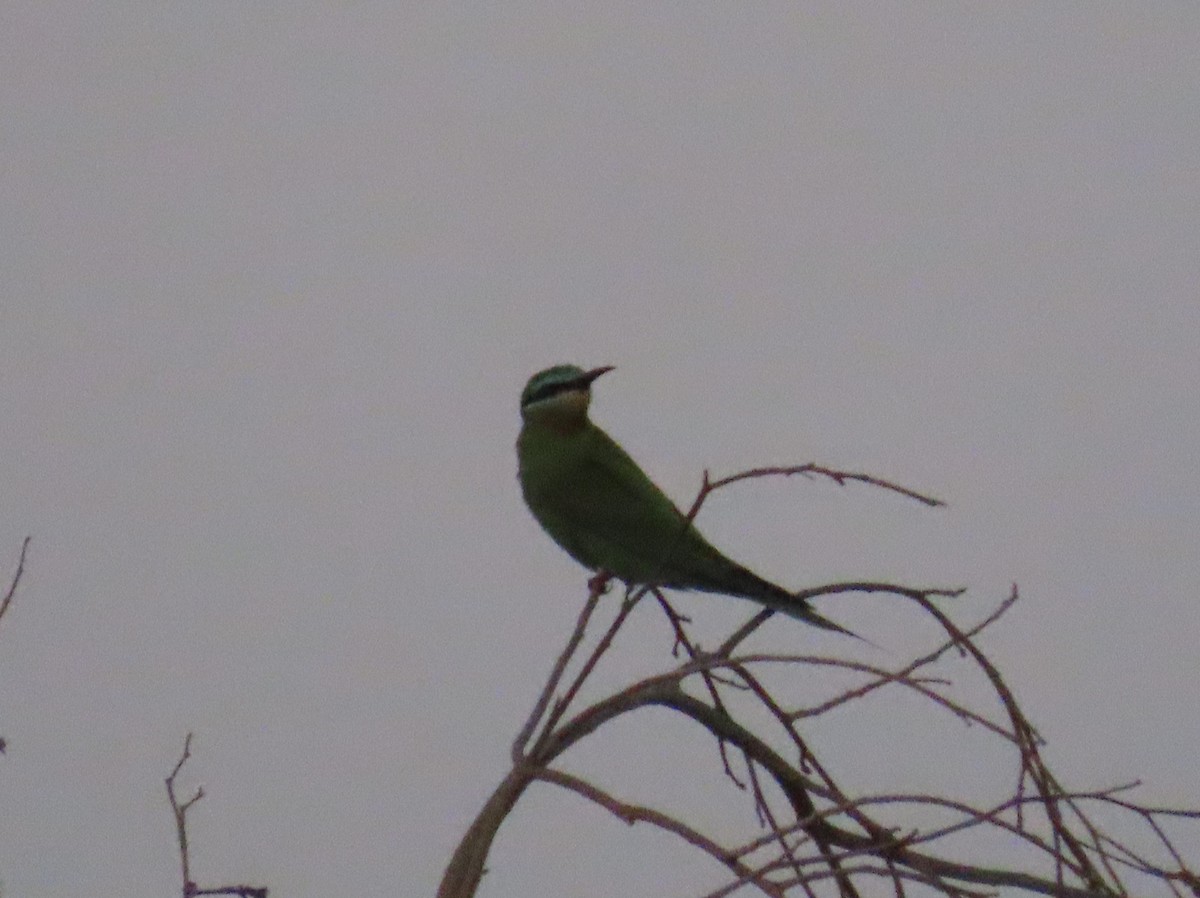 Blue-cheeked Bee-eater - ML494398601