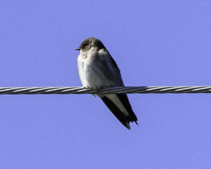 Northern Rough-winged Swallow (Northern) - ML494399241