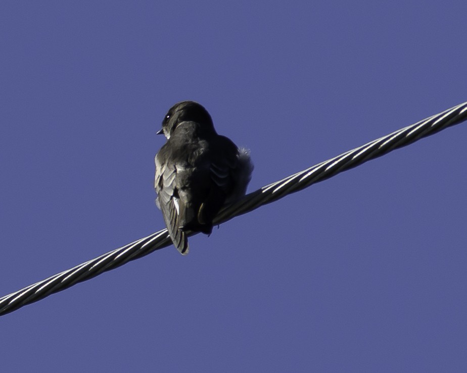 Northern Rough-winged Swallow (Northern) - ML494399301